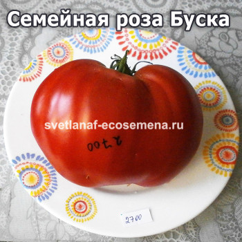 Семейная роза Буска (Rosa familiare di Busca)