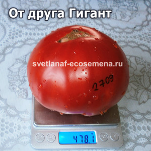 От друга Гигант ( D’Ami Giant)
