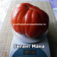Гигант Мана  (Gigante Mana)