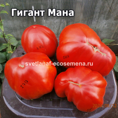 Гигант Мана  (Gigante Mana)