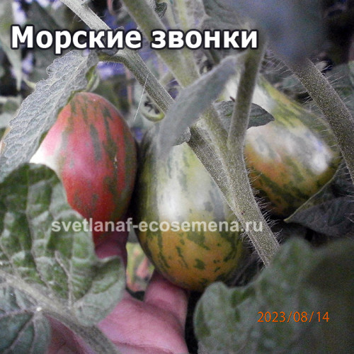 Dwarf Maritime Bells (Морские звонки)
