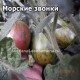 Dwarf Maritime Bells (Морские звонки)