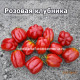 Fragola  rosata (Розовая клубника)