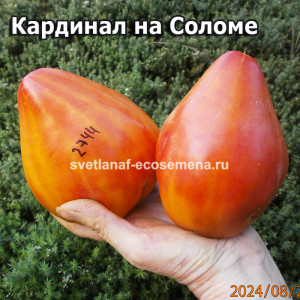 Кардинал на Соломе 