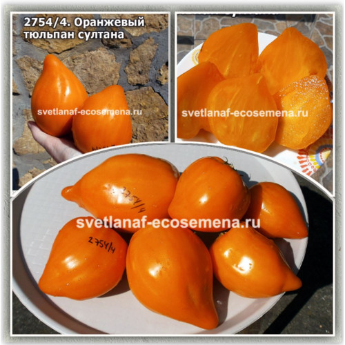 семена томата Оранжевый тюльпан Султана (Sultan's Orange Tulip)