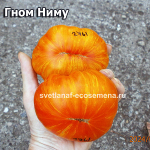 Dwarf Nimu Variegated (Гном Ниму)