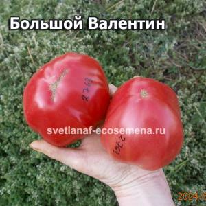 Гном Большой Валентин (Dwarf Big Valentine) 