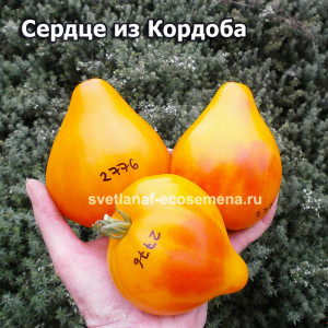 Сердце из Кордоба (Corazon de Cordoba)