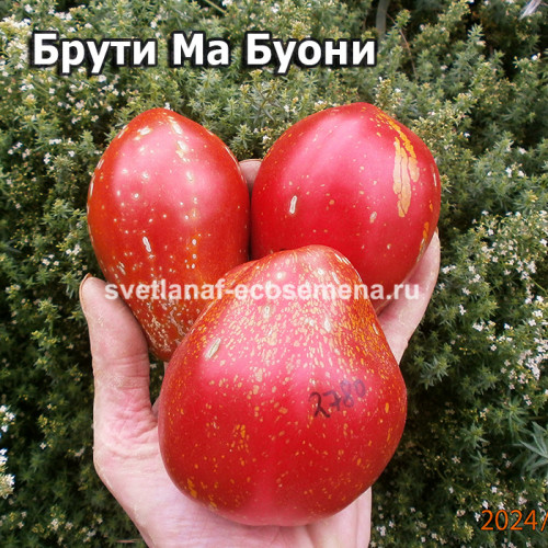 Брути Ма Буони (Brutti Ma Buoni)