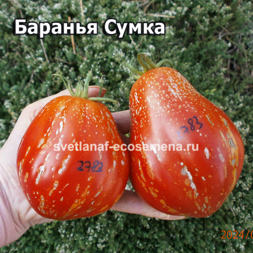 Баранья Сумка (Borsa di Montone)