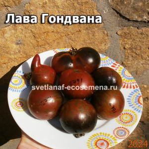 Dwarf  Лава Гондвана