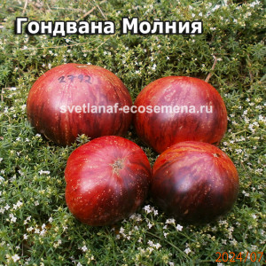 Dwarf Gondwana Lightning (гном Гондвана Молния) 