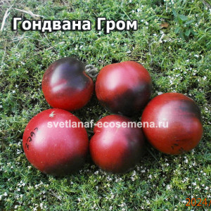 Гном Гром Гондвана (Dwarf Gondwana Thunder)