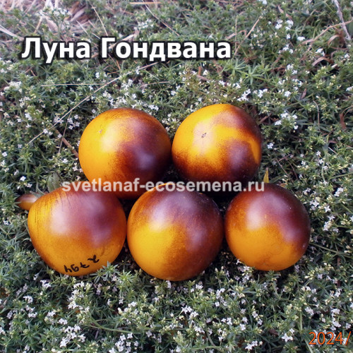 Dwarf Gondwana Moon (Гном Луна Гондвана)