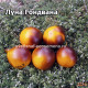 Dwarf Gondwana Moon (Гном Луна Гондвана)