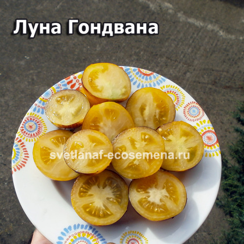 Dwarf Gondwana Moon (Гном Луна Гондвана)