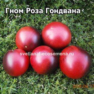 Гном Роза Гондвана (Dwarf Gondwana Rose)