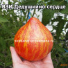 ВЗИ Дедушкино сердце гном  (Risen Starfighter Grandfather's Heart Dwarf )