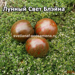 ВЗИ Лунный Свет Блэйна
