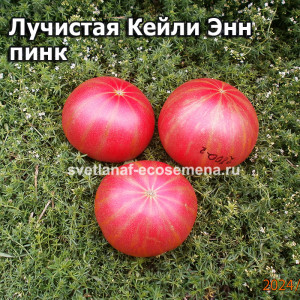 ВЗИ Лучистая Кейли Энн пинк Dwarf