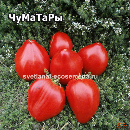ЧуМаТаРы