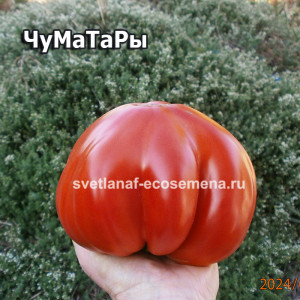 ЧуМаТаРы