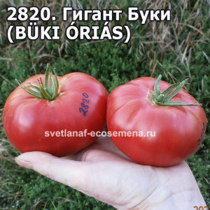 Гигант Буки  (BÜKI ÓRIÁS)