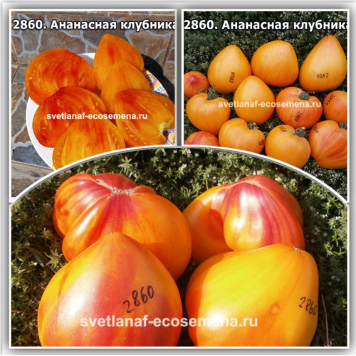 Ананасная клубника