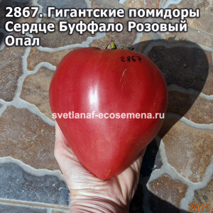 Гигантские помидоры Сердце Буффало Розовый Опал