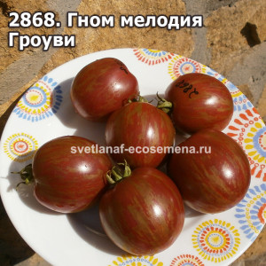 Гном мелодия Гроуви (Dwarf Groovy Tunes)