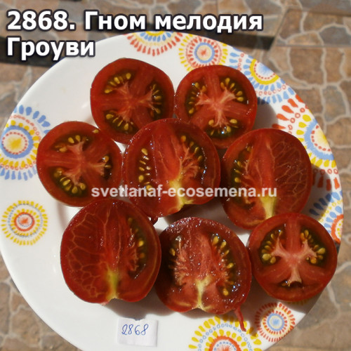 Гном мелодия Гроуви (Dwarf Groovy Tunes)