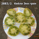 Кейли Энн грин