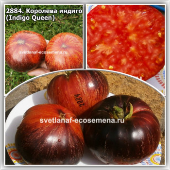 Королева индиго (Indigo Queen)