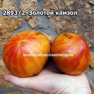 Золотой камзол
