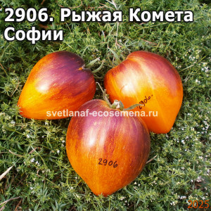 Рыжая Комета  Софии