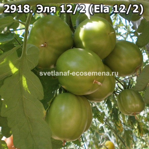 Эля 12/2 (Ela 12/2)