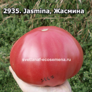 Жасмина (Jasmina)
