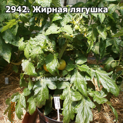 Жирная лягушка