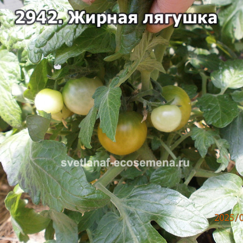 Жирная лягушка