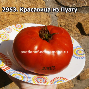 Красавица из Пуату (Belle du Poitou)