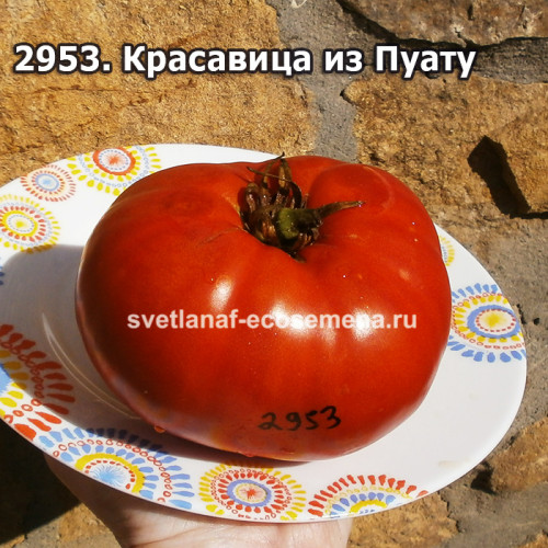 Красавица из Пуату (Belle du Poitou)