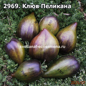 Клюв Пеликана