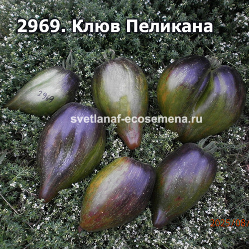 Клюв Пеликана