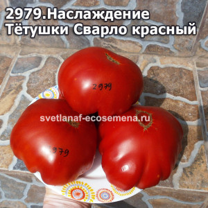 Наслаждение Тётушки Сварло красный