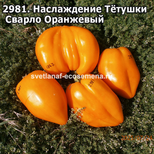 Наслаждение Тётушки Сварло Оранжевый