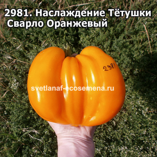 Наслаждение Тётушки Сварло Оранжевый