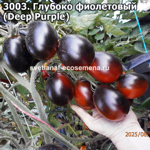 Глубоко фиолетовый  (Deep Purple)