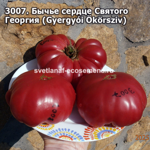 Бычье сердце Святого Георгия (Gyergyói Ökörsziv)