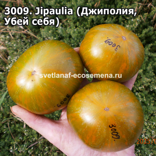 Джиполия (Jipaulia, Убей себя, Джипаулия)