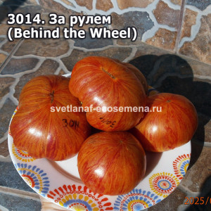 За рулем (Behind the Wheel)